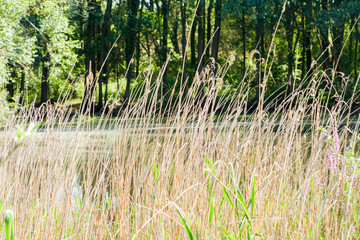 Dry and tall grass in a clearing in the forest © daily_creativity