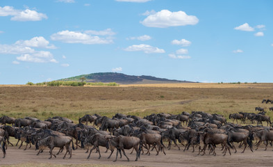 Fototapeta na wymiar a lot wildebeests