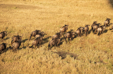 running wildebeests in aerial view 