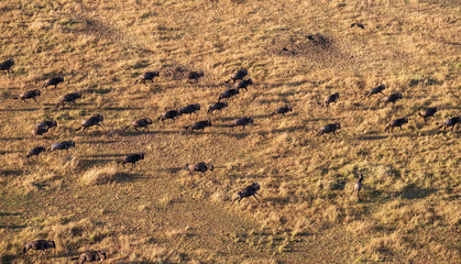 running wildebeests in aerial view 