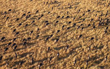 running wildebeests in aerial view 