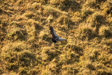 spotted Hyaena aerial view