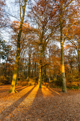 Forest in National Park de Hoge Veluwe in the Netherlands in beautiful golden autumn colours and sunbeams just before sunset during golden hour