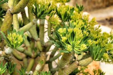 Fototapeta premium Beautiful Senecio Anteuphorbium flowers in the garden
