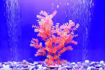 Red aquatic plants in an aquarium
