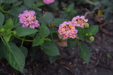 2 group of flowers those had pink at the border and orange color in the middle with some little group of buds and green leaves.