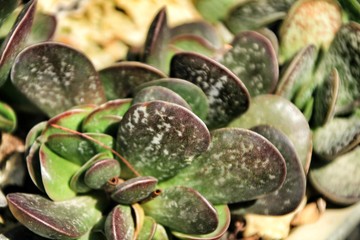 Beautiful succulent plants in the garden