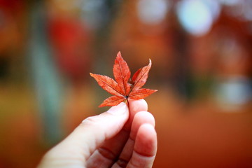 autumn leaves in hand