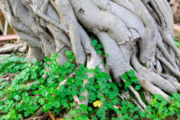 Entangling roots together