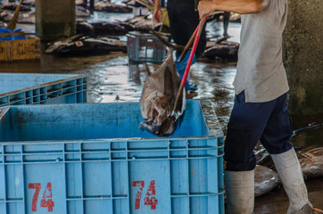 Tuna fish being thrown in large blue box on traditional fish market in Japan