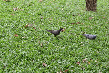 two pigeons on the grass with fallen leaves were finding something to eat