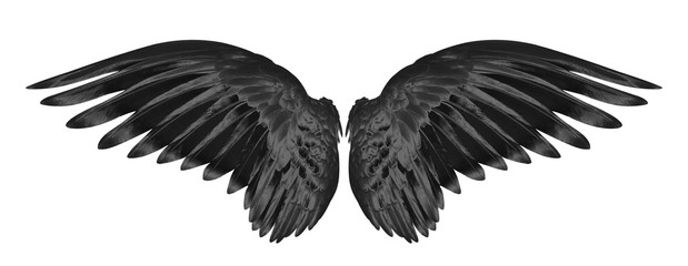 black wings of bird on white backgroundwhite wing of bird on black background