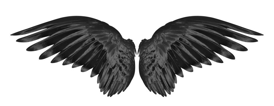 black wings of bird on white backgroundwhite wing of bird on black background