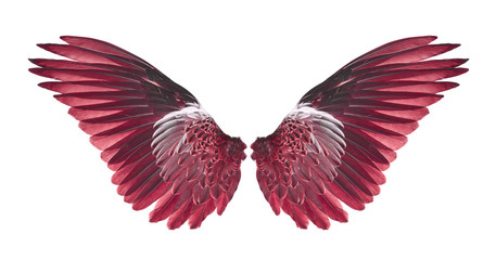 Fototapeta na wymiar red wings of bird on white background