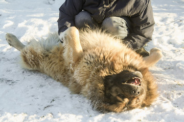Caucasian shepherd dog Owtscharka