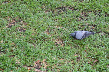 the pigeon on the lawn was focusing something on the ground.