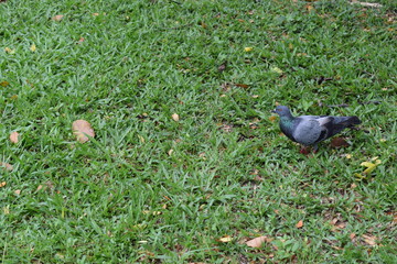 side of the pigeon that was standing on the grass with fallen wihtered leaves.