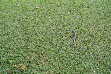 a trunk brance laid on green grass with fallen leaves because it was fallen from the tree.