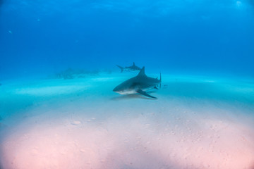 Fototapeta premium Bull shark at the Bahamas