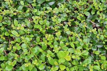variety of little green clover and their creepies.