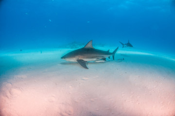Fototapeta premium Bull shark at the Bahamas