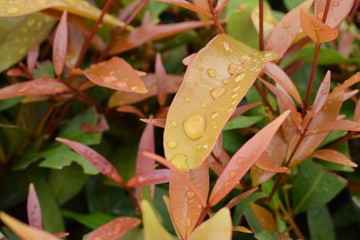 focus on orange leaves those had many droplets on their surface