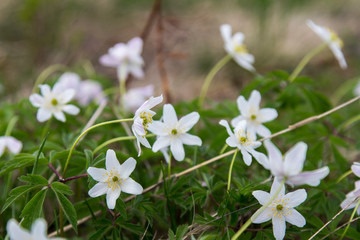 Fototapeta na wymiar white flowers Carpathians
