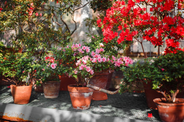 flowers in the greenhouse