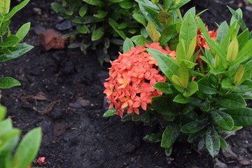 focus on red ixora that was beside group of green leaves.