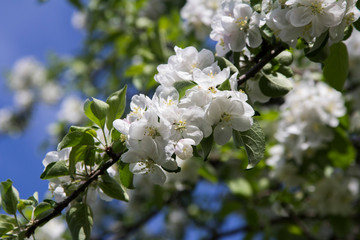 apple blossom