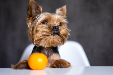 Dog yorkshire terrier with tangerines
