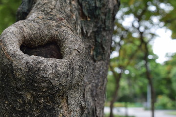circle thick border of tree cavity