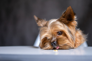 Dog Yorkshire Terrier at the table