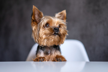 Dog Yorkshire Terrier at the table