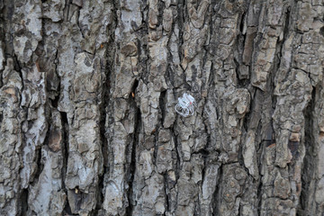 The textured surface of the bark of the old perennial deciduous tree