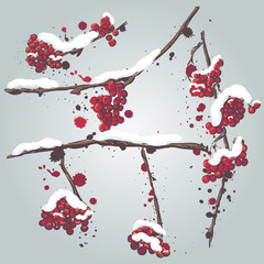 Set of rowan branches with the snow on them. Frozen tree branches, rowan berry, snowfall. Cartoon doodle style