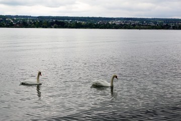 Bodensee in Konstanz am Horn in Süddeutschland im Herbst