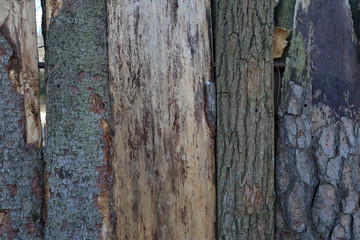 The textured surface of the bark of the old perennial deciduous tree