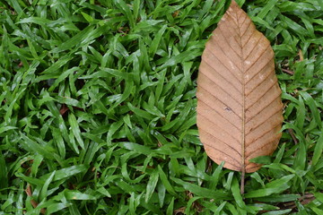 withered leaf with diagonal lines pattern on its surface was lay on the green grass.
