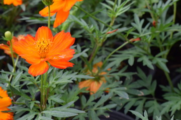 focus on the orange flower that had a droplet on its petal's surface.It's petal colors like fire.