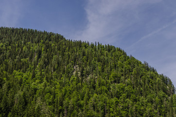 berg mit baeumen und himmel
