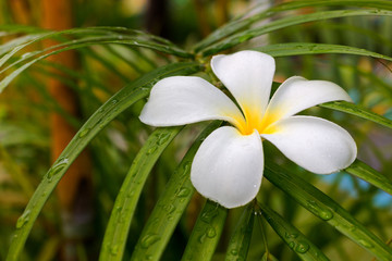 Fototapeta premium White plumeria flower on a palm leaf. Delicate frangipani flower in green foliage. Sacred temple flower and symbol of immortality. Background for advertising holidays and traveling to exotic countries