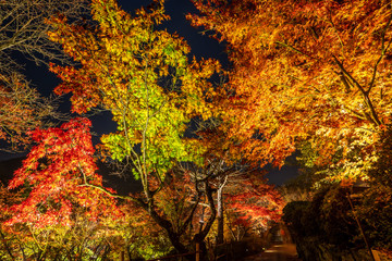 Beautiful Japanese garden named Mifuneyama Rakuen in autumn night view with maple leaves.