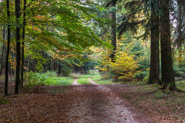 Waldweg im Herbst mit Laub auf dem Boden
