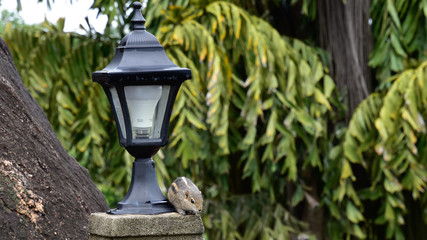 Streifenhörnchen in einer Hotelanlage auf Sri Lanka