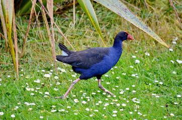 Australasian Swamphens (Porphyrio melanotus), or Purple Swamphens in New Zealand