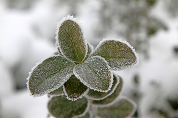 Chinese littleleaf box branches