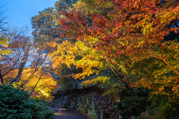 Beautiful Japanese garden named Mifuneyama Rakuen in autumn night view with maple leaves.
