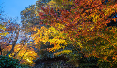 Beautiful Japanese garden named Mifuneyama Rakuen in autumn night view with maple leaves.