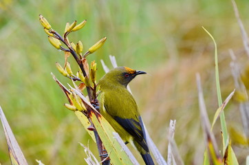 Bellbird in the wild on the South Island in New Zealand.